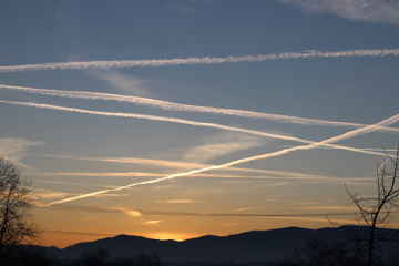 Bach flower remedy blog