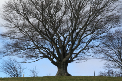 Beech Winter skaliert