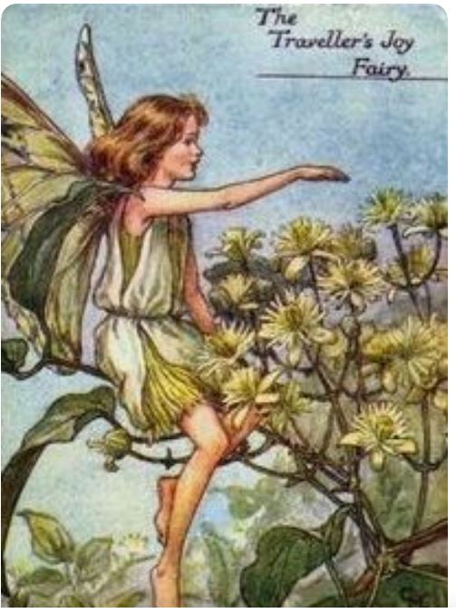 Clematis flower fairy