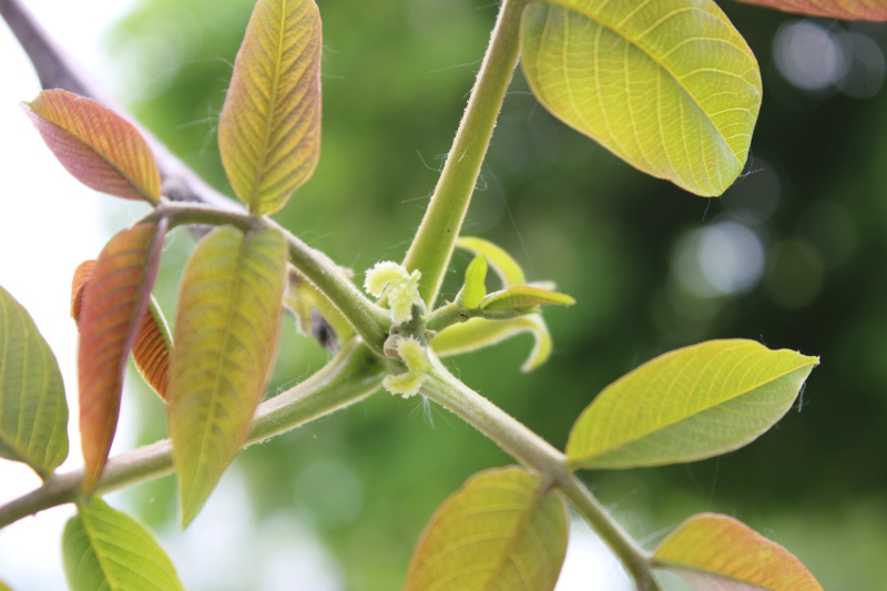 Female flowers walnut