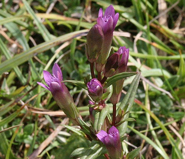 Gentian Julian Barnard Ausschnitt