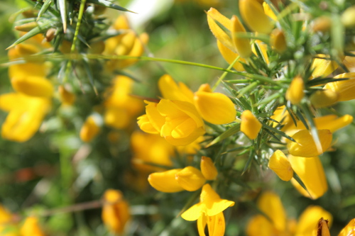 Gorse bachbl&uuml;ten skla