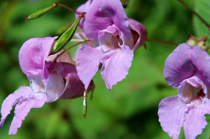 Impatiens at Mt. Vernon