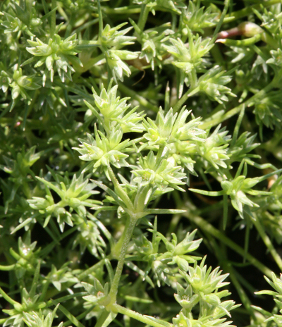 Scleranthus Julian Barnard skal