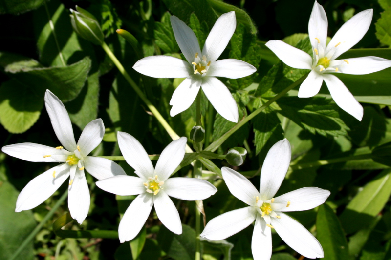 Star of Bethlehem at Mt. Vernon