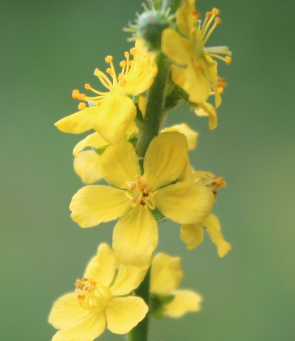 Agrimony flowers