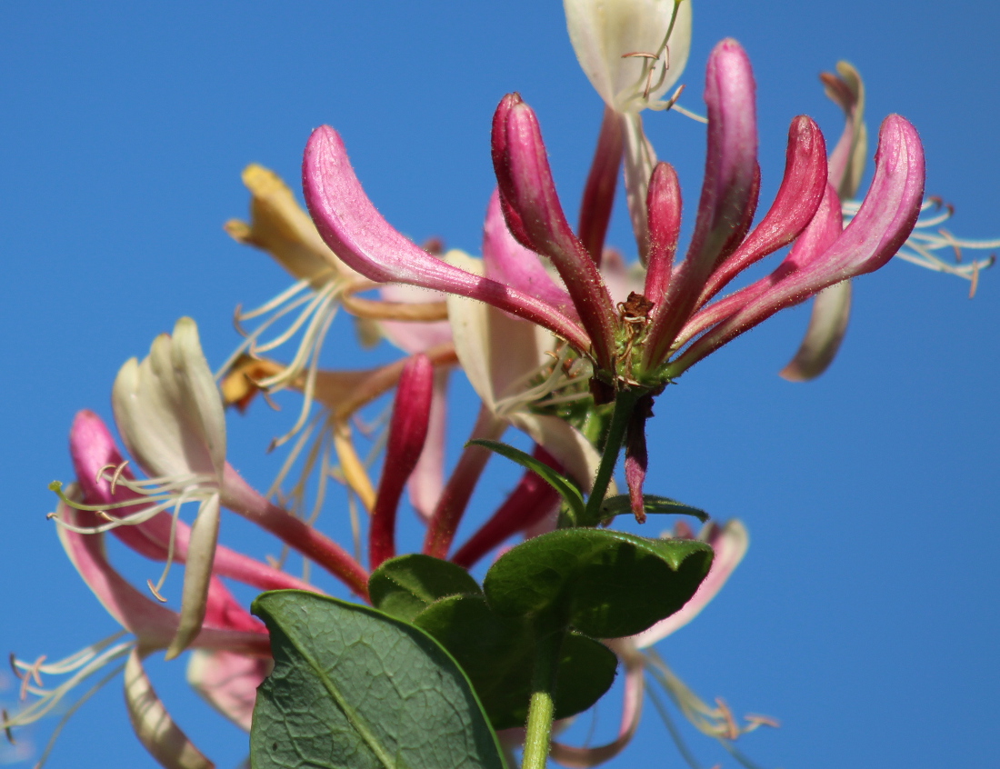 Bach remedy Honeysuckle 1