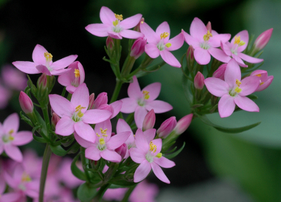 Centaury bachblüten