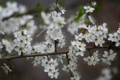 Cherry Plum-Bachbl&uuml;ten