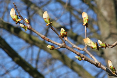 Chestnut Bud-Bachbl&uuml;ten