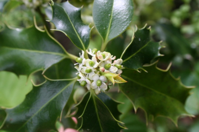 Holly-Bachbl&uuml;ten