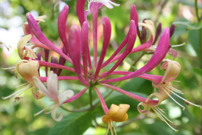 Honeysuckle -Bachbl&uuml;ten