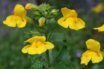 Mimulus-Bachbl&uuml;ten