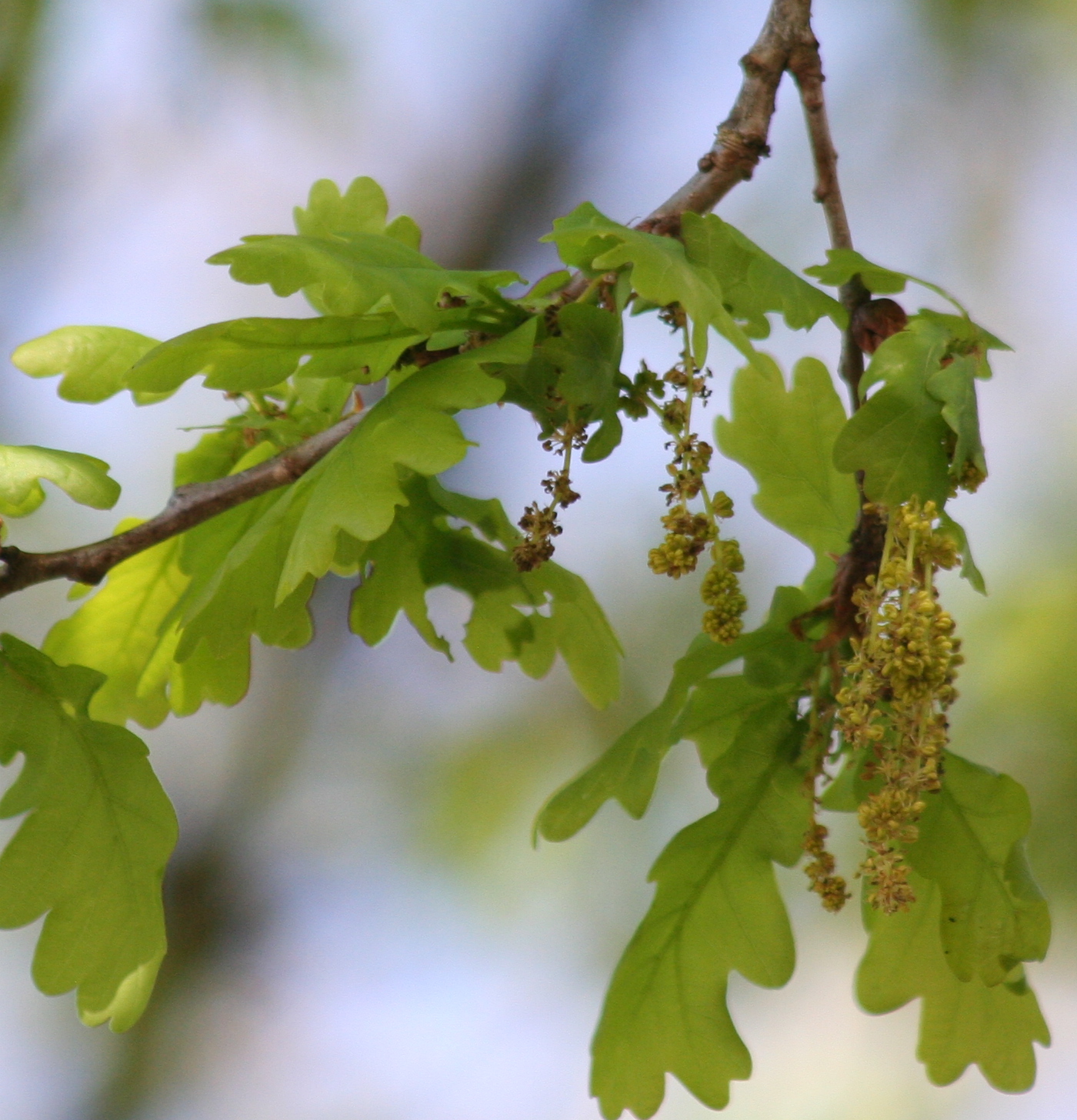 Oak flowers