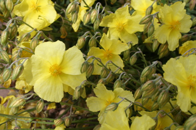 Rock Rose Bachbl&uuml;ten