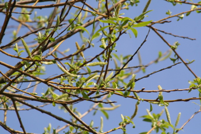 Willow bachblüten