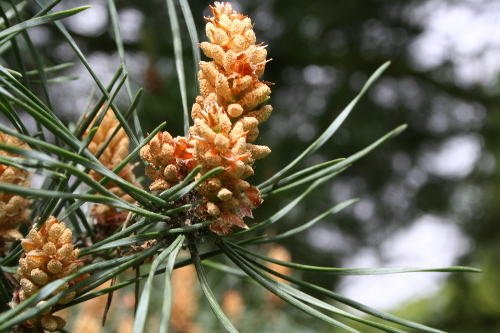 Pine-Bachbl&uuml;ten